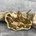 Tranche "Lacher Prise" en Bois Fossile (191g) Ref : B4